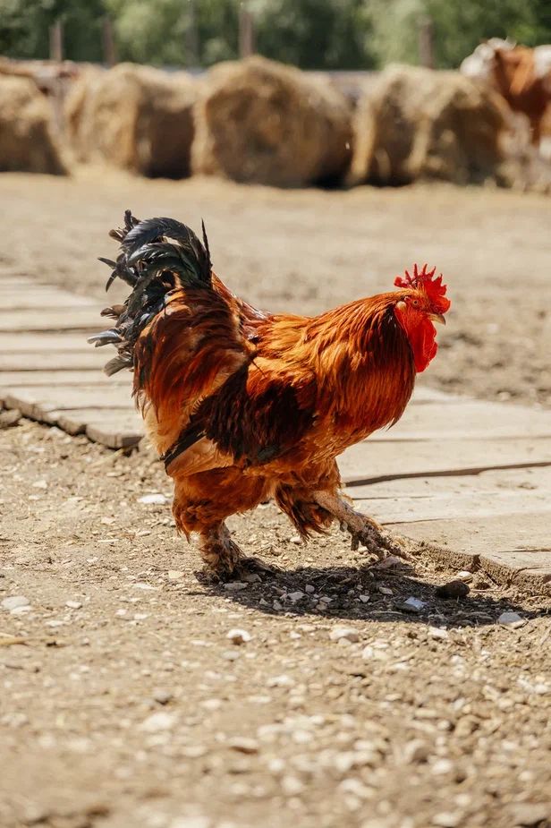 Фото Кавказский Целитель