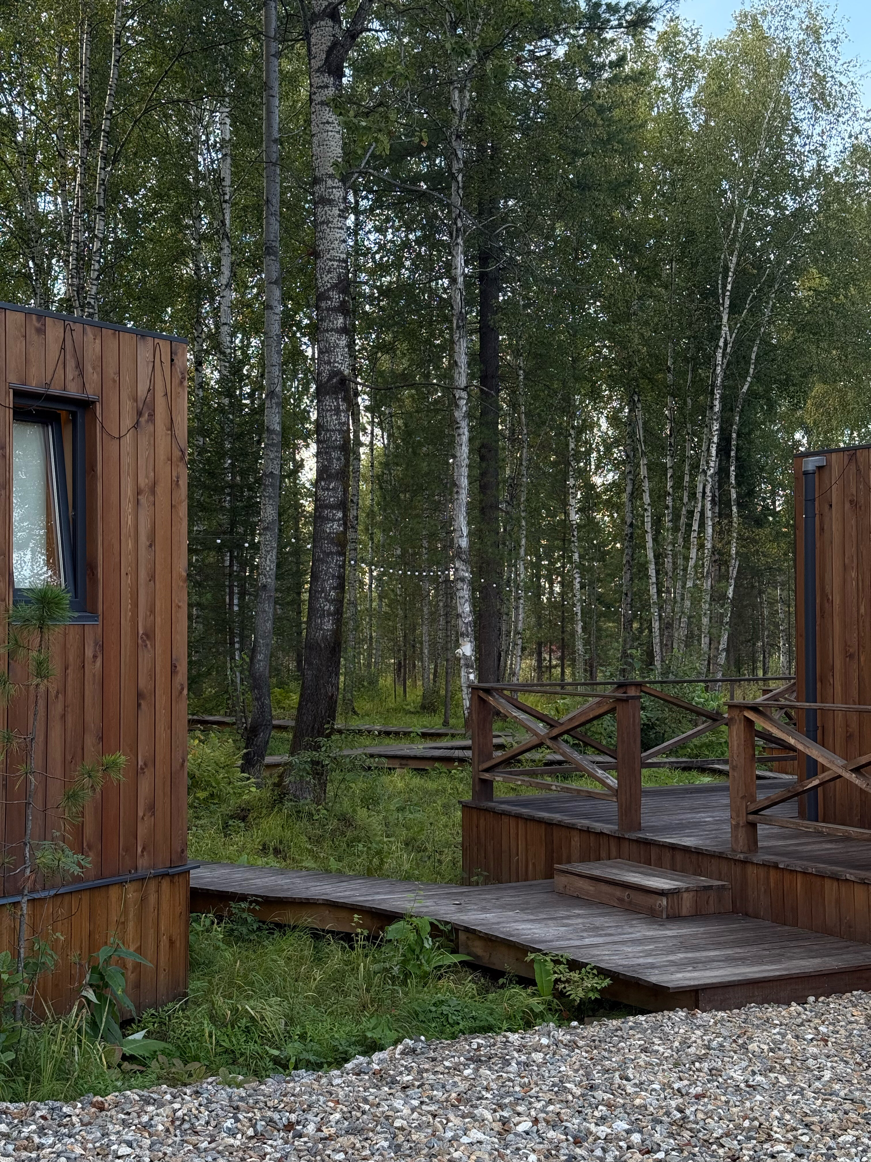 Фото Снежные Гуси