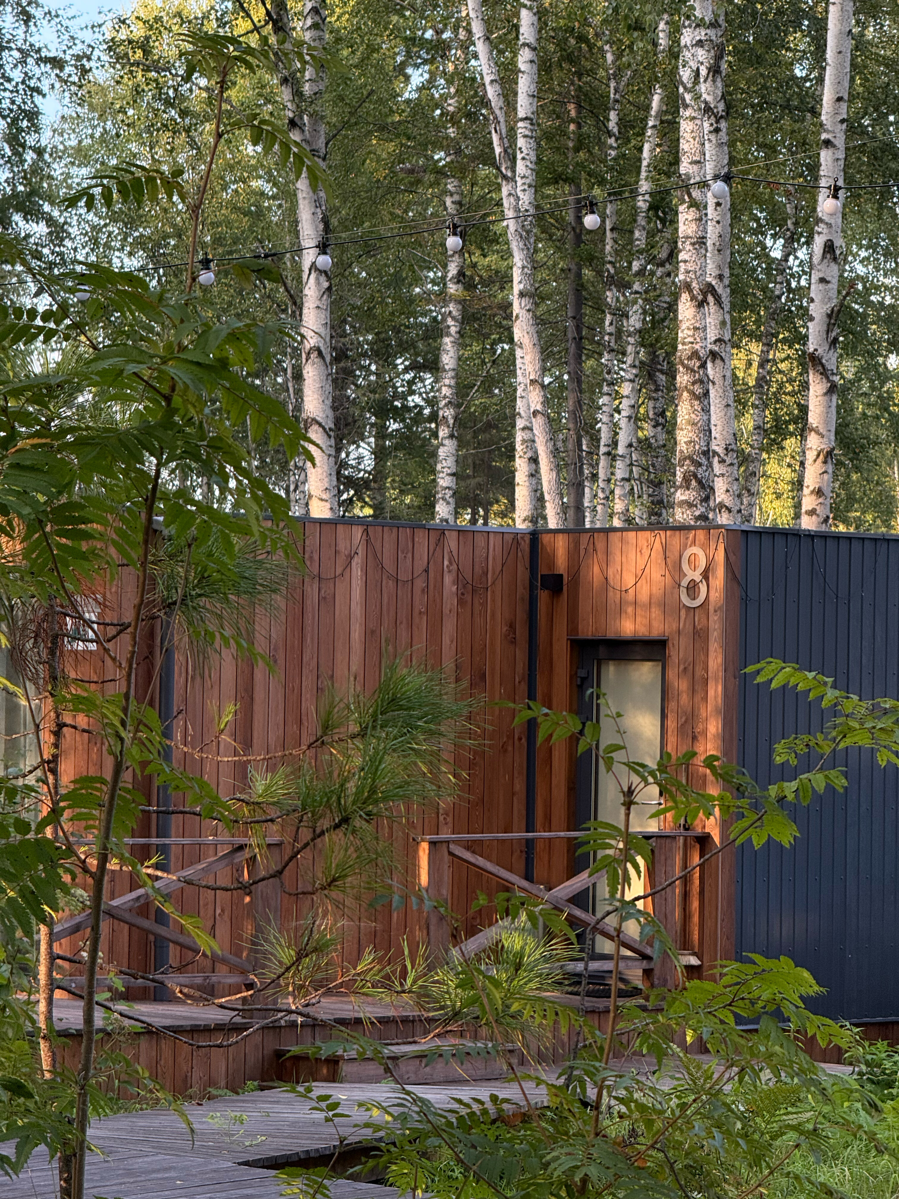 Фото Снежные Гуси