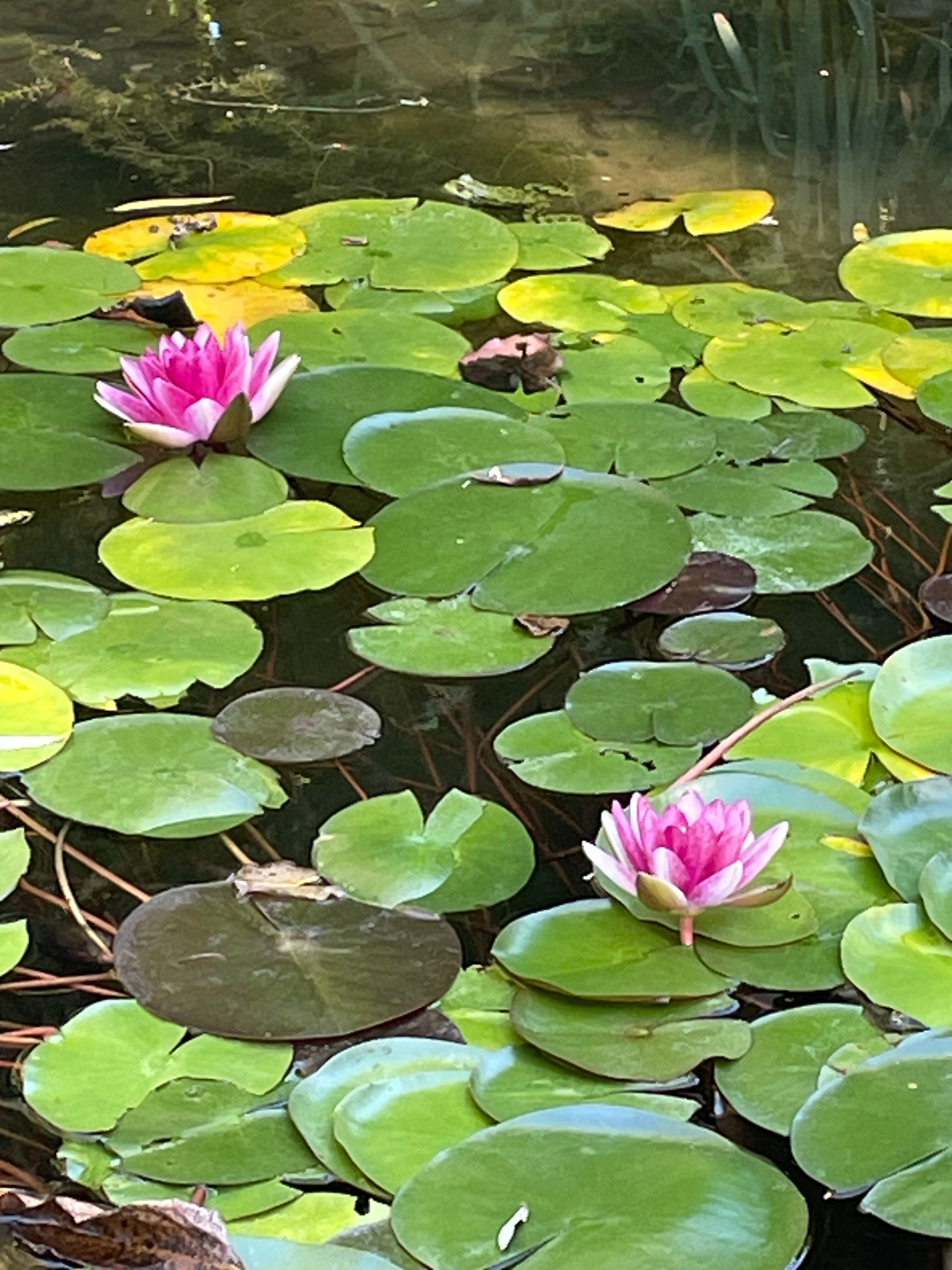 Фото Butik Дача & Баня