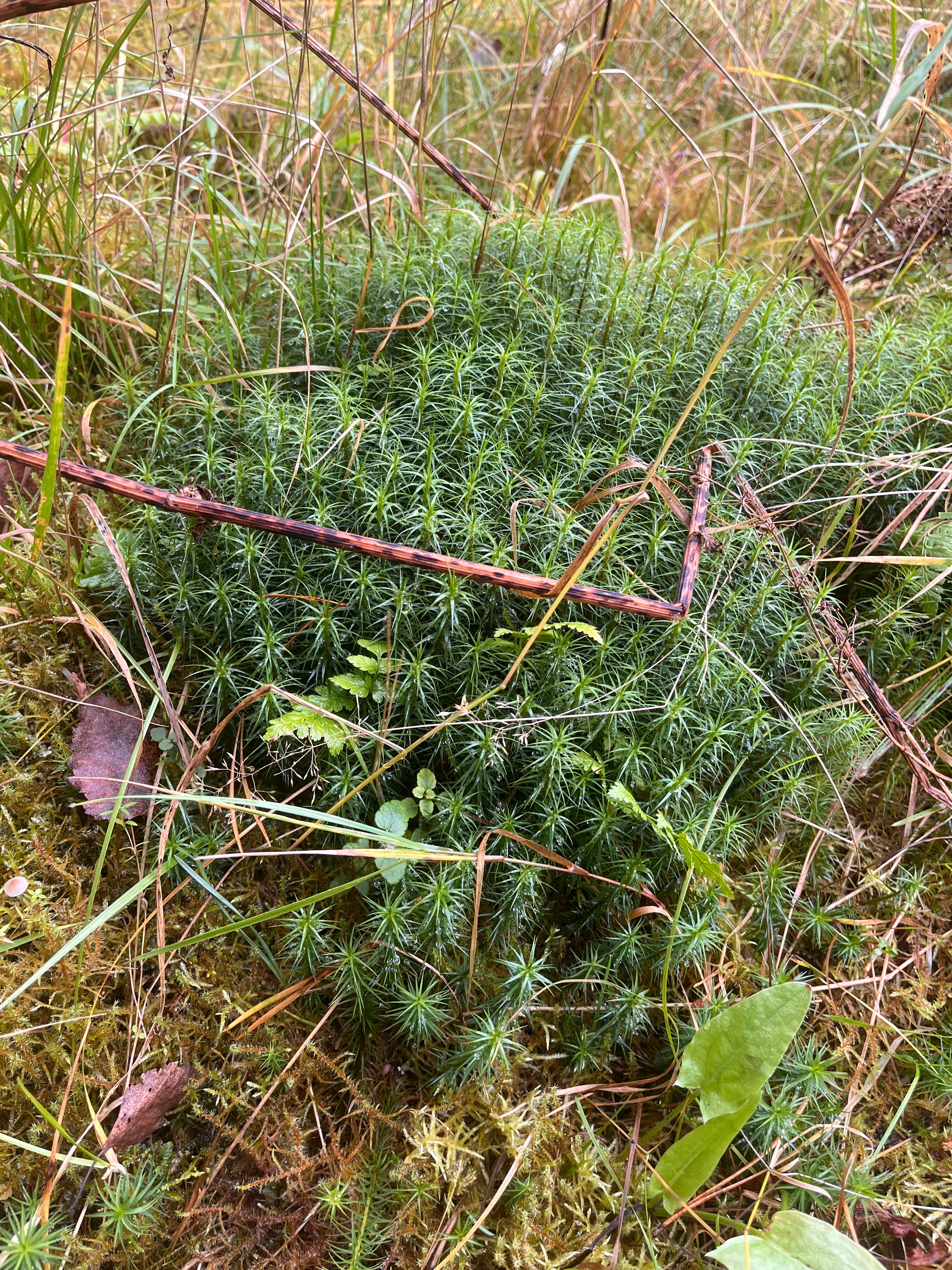 Фото Хутор Малиновка