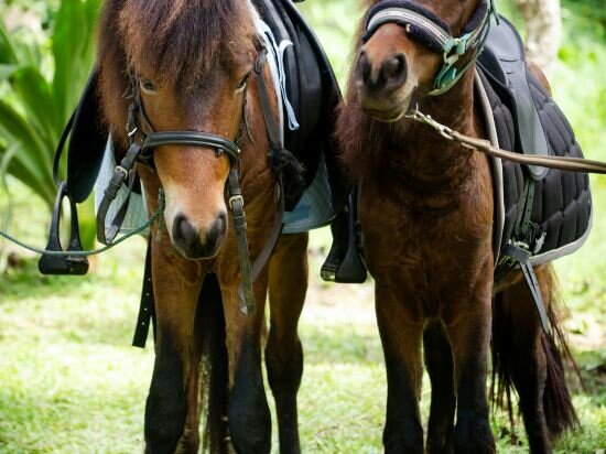 Фото Hillside - Nature Lifestyle Lodge