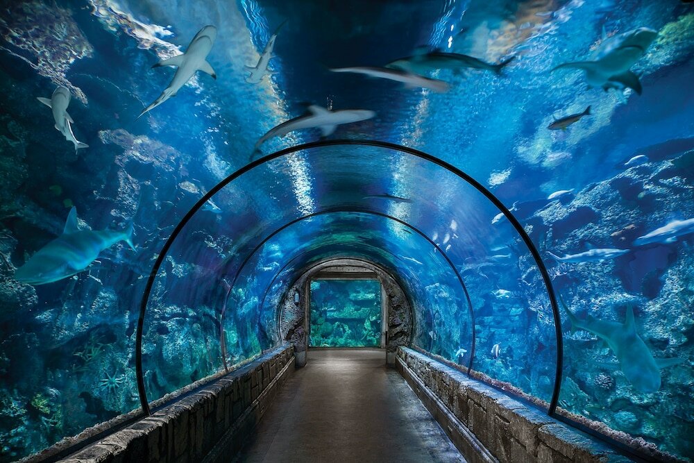 Фото Mandalay Bay Resort and Casino