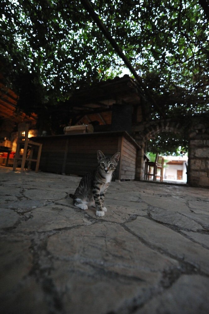 Фото Koyevi Olympos Countryhouse