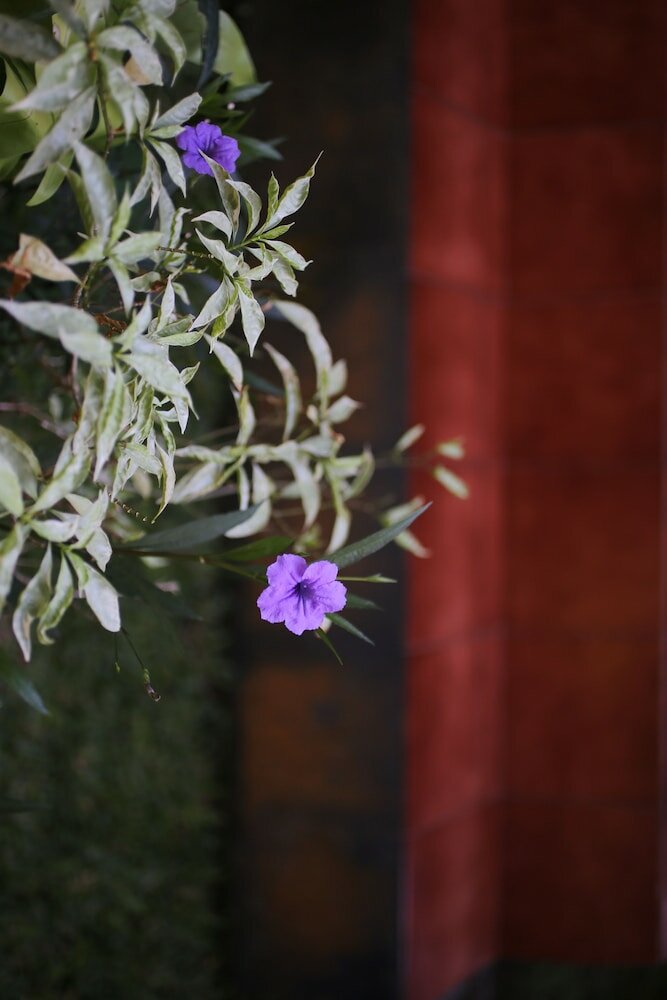 Фото In Da Garden