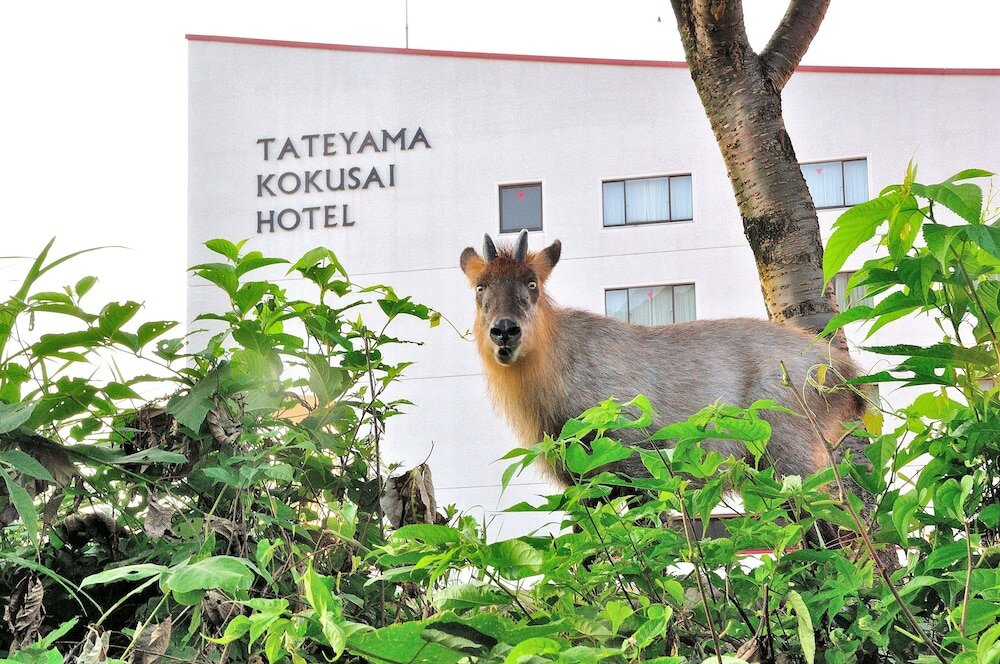 Фото Tateyama Kokusai Hotel