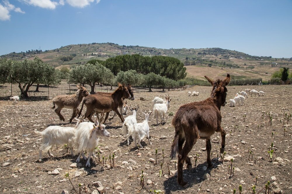 Фото Villa Diana