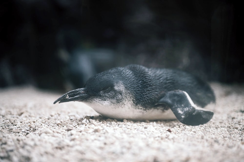 Фото Crowne Plaza Dallas Downtown