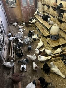 Голубятня (Sumskaya Street, 6к1с5), landmark, attraction