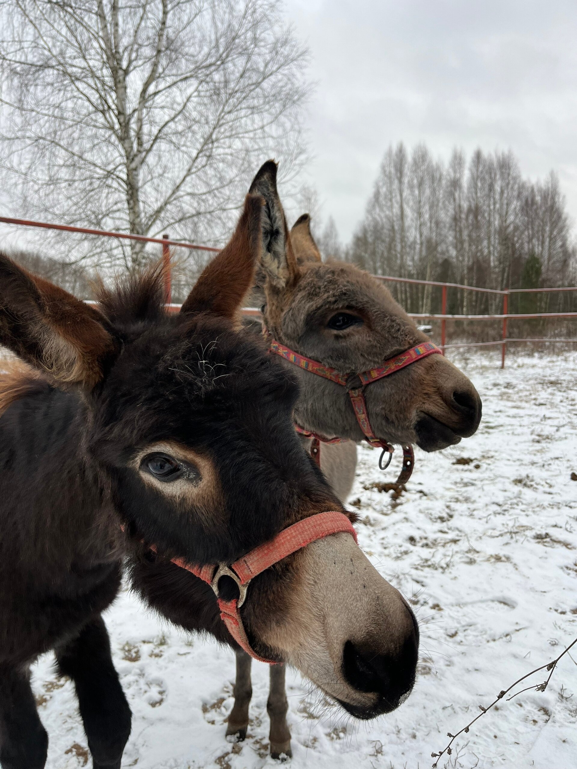 Фото Экопарк Акулово