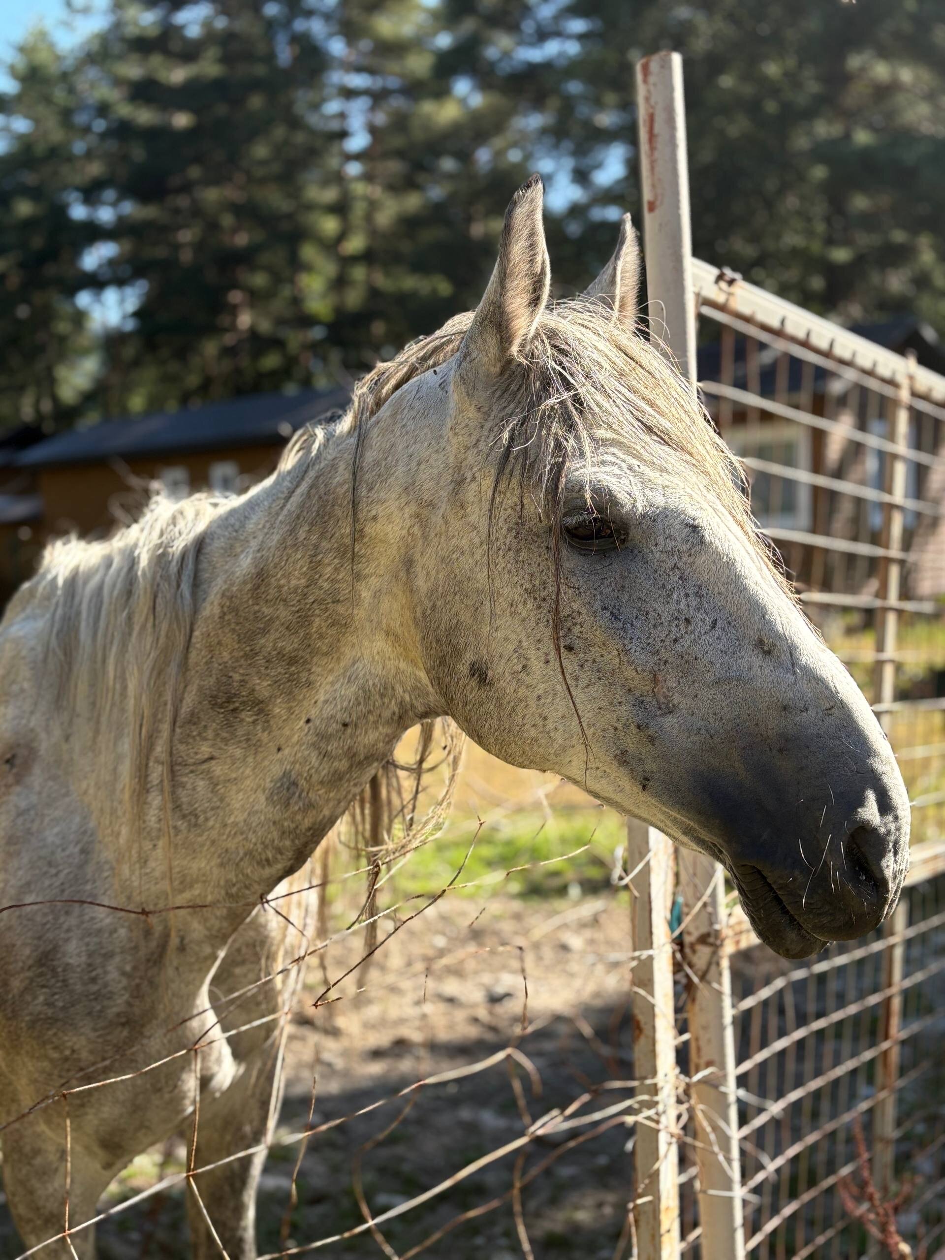 Фото Горянка