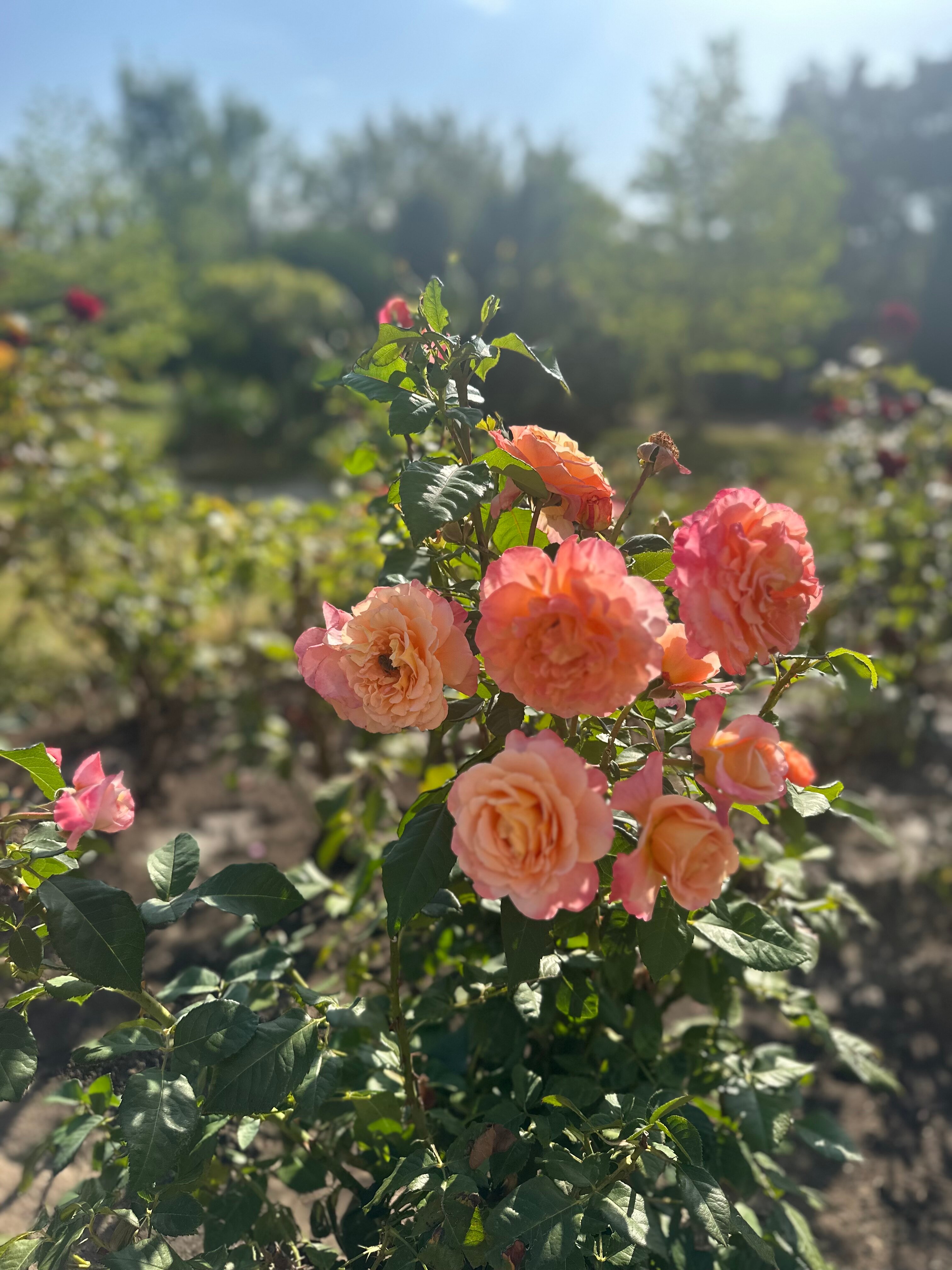 Фото Green Resort