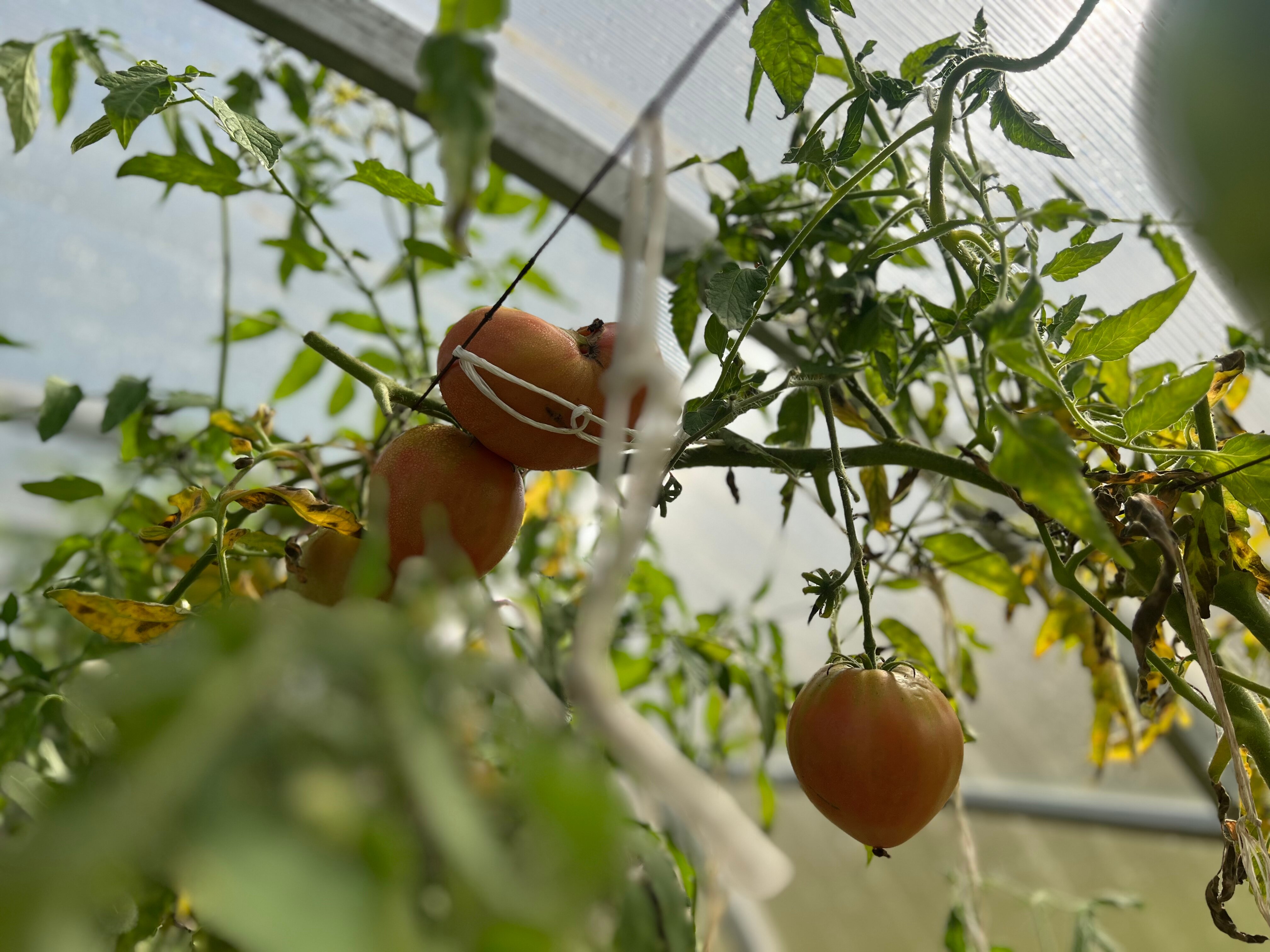 Фото СуздальСад