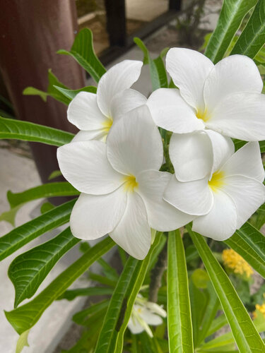 Внешний вид отеля Plumeria Maldives в Фелидху, фото 3