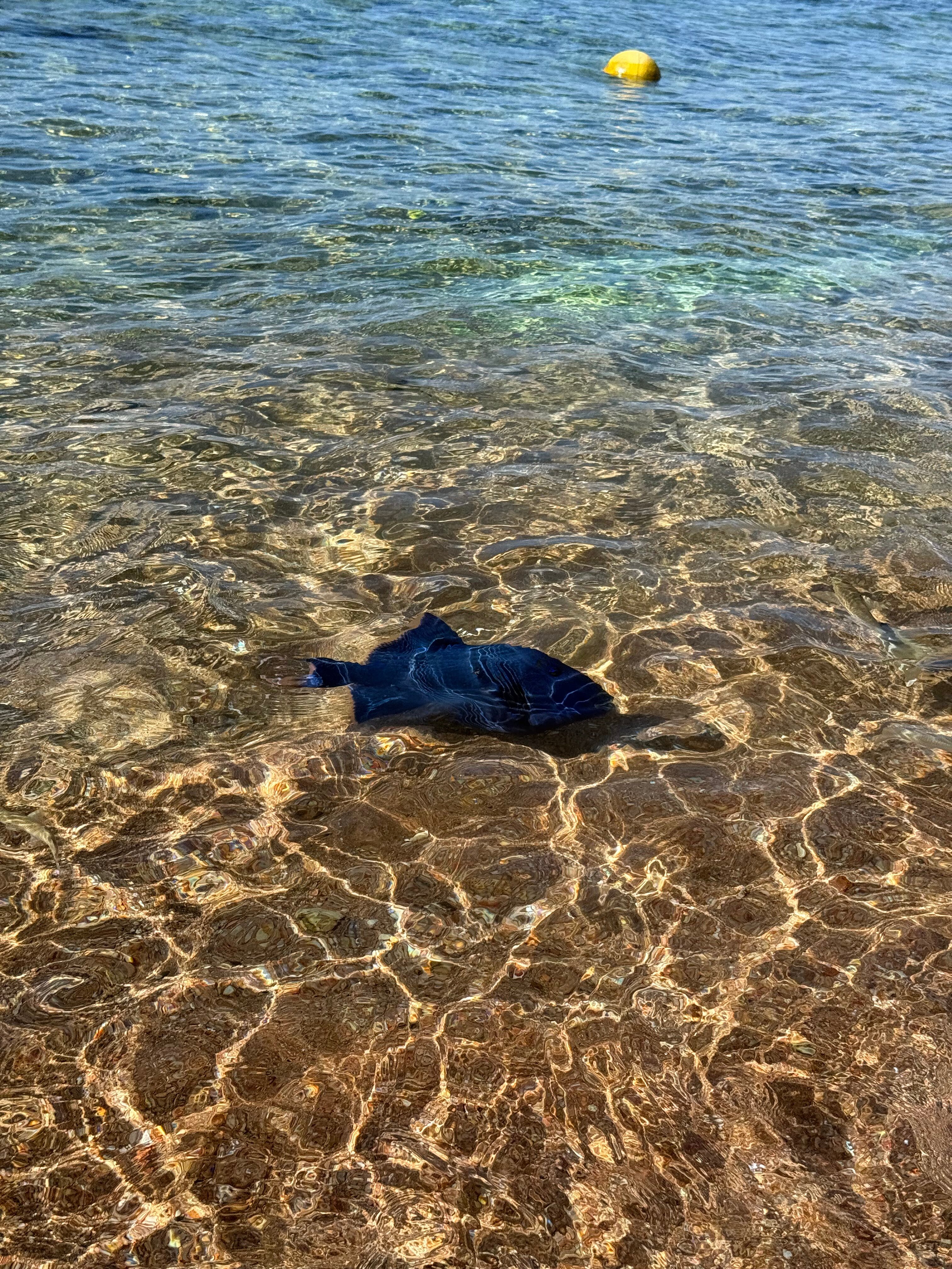 Фото Grand Oasis Resort