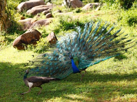 Фото Cinnamon Wild Yala