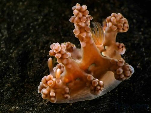 Гостиница The Three P Beach Resort в Провинции Ромблон