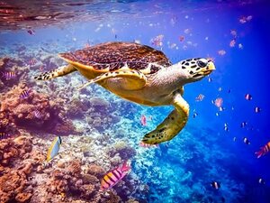 Гостиница Huvan Beach Hotel Hulhumale