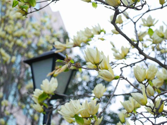 Фото 49132333548