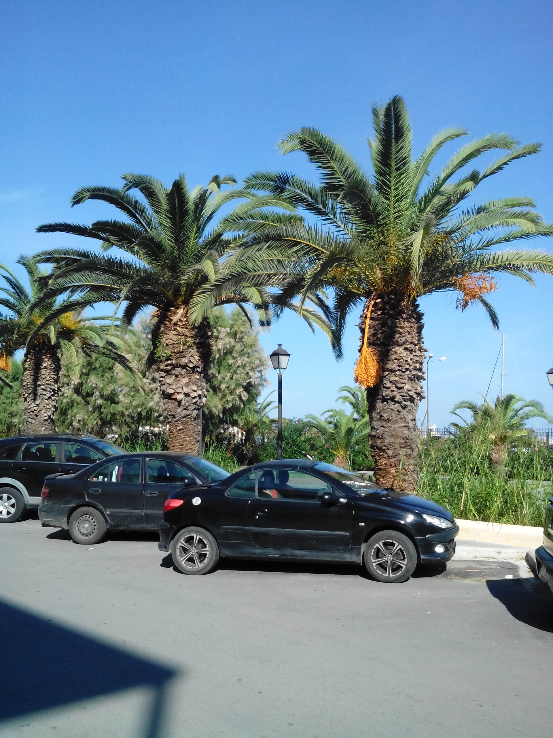 Фото Flamingo Beach Hotel