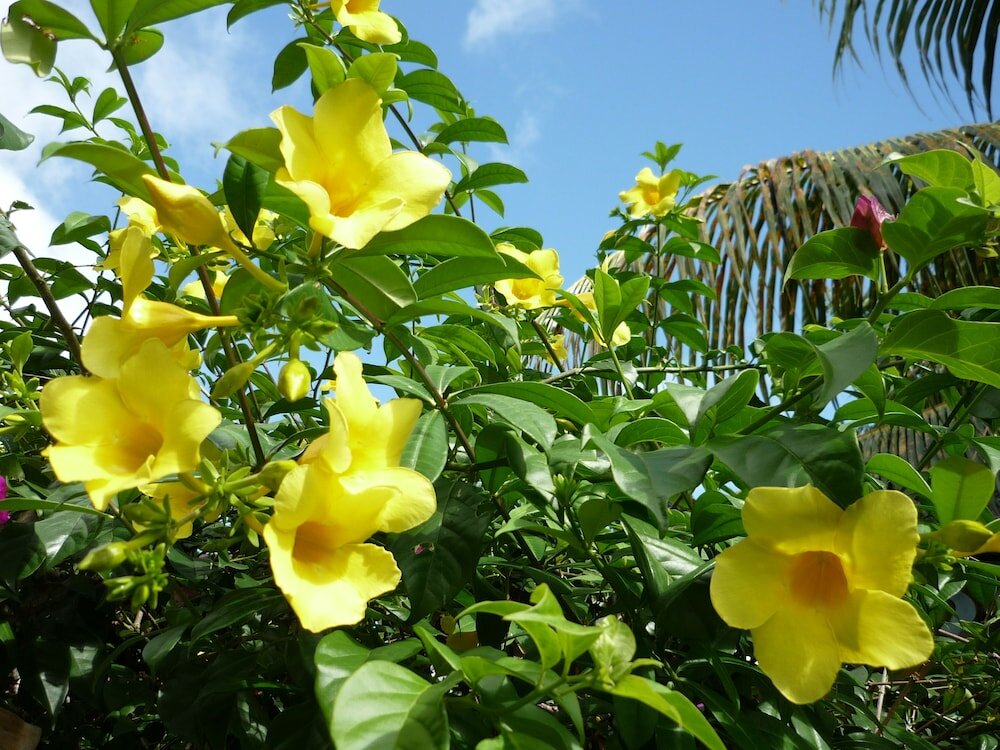 Фото Hotel Villa Victorine