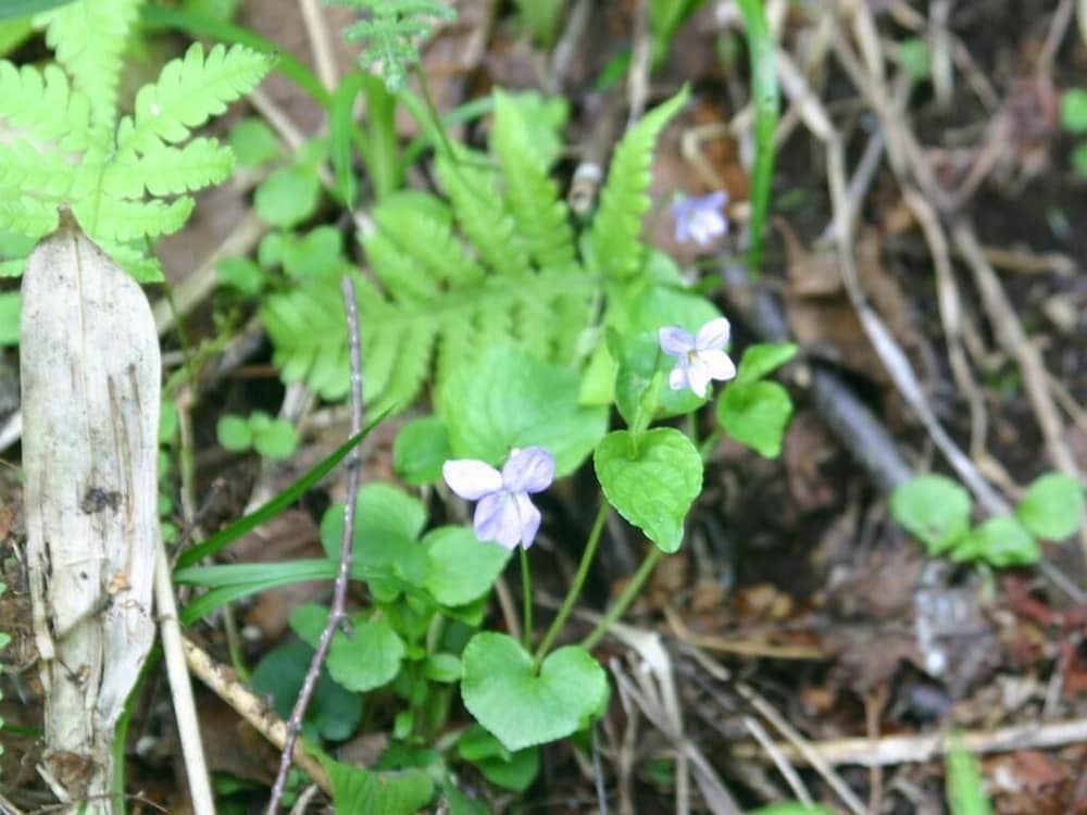 Фото Shiga Grand Hotel