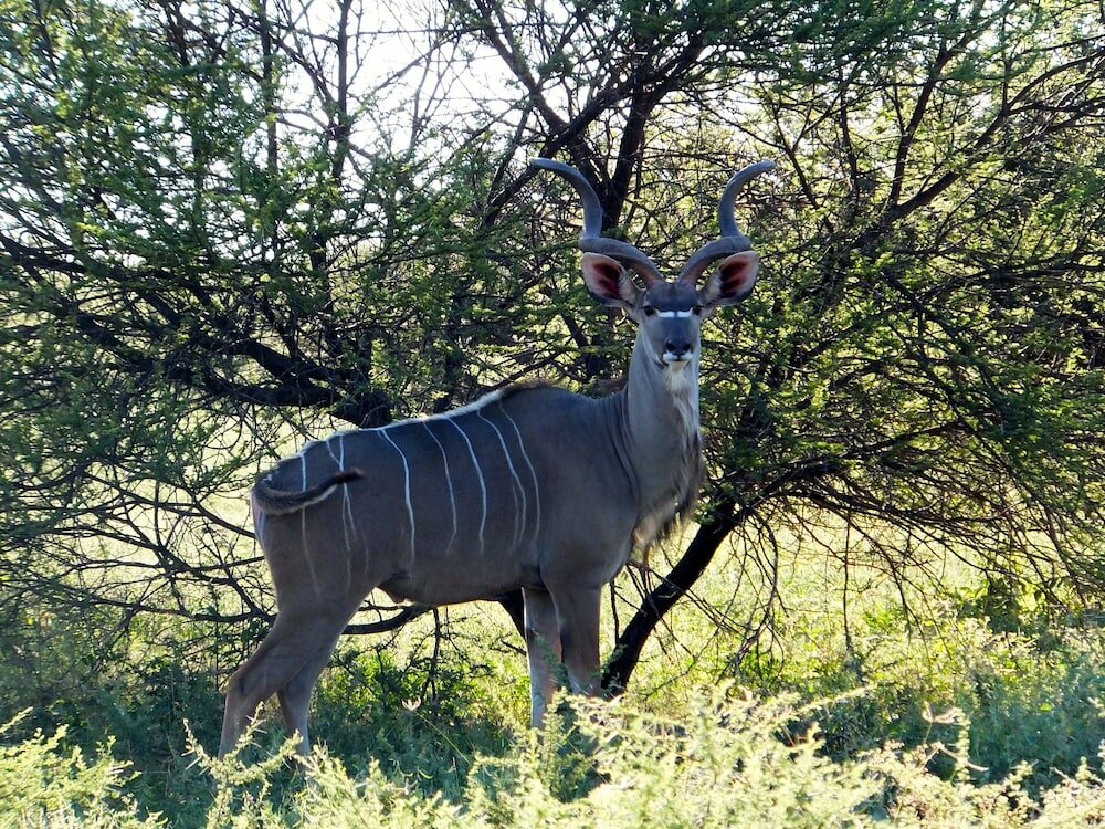 Фото Iphofolo Lodge
