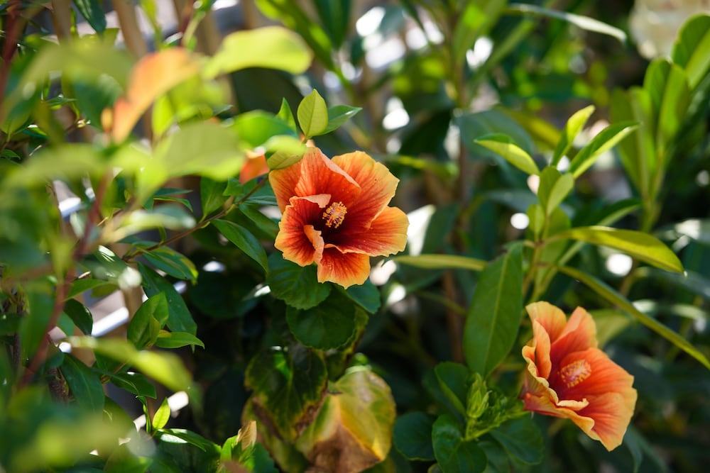 Фото Angelo Del' Arte Estate