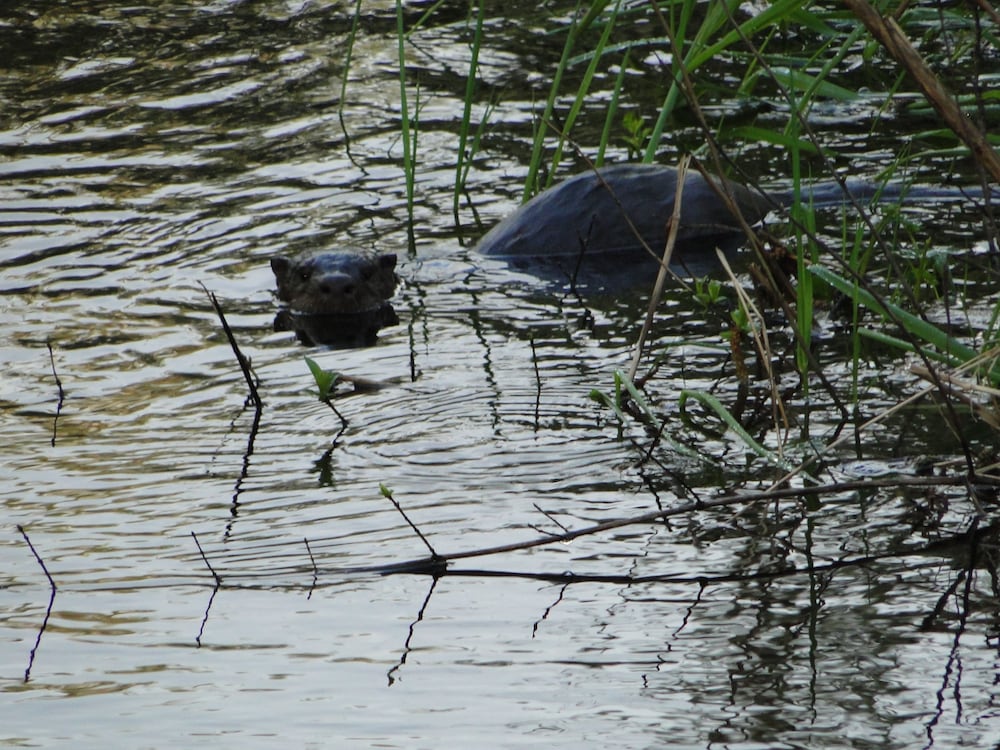 Фото Shakti Cove Cottages