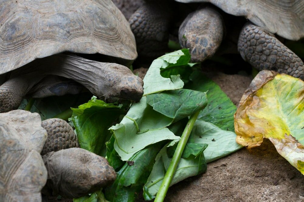 Фото El Paraiso de Isabela