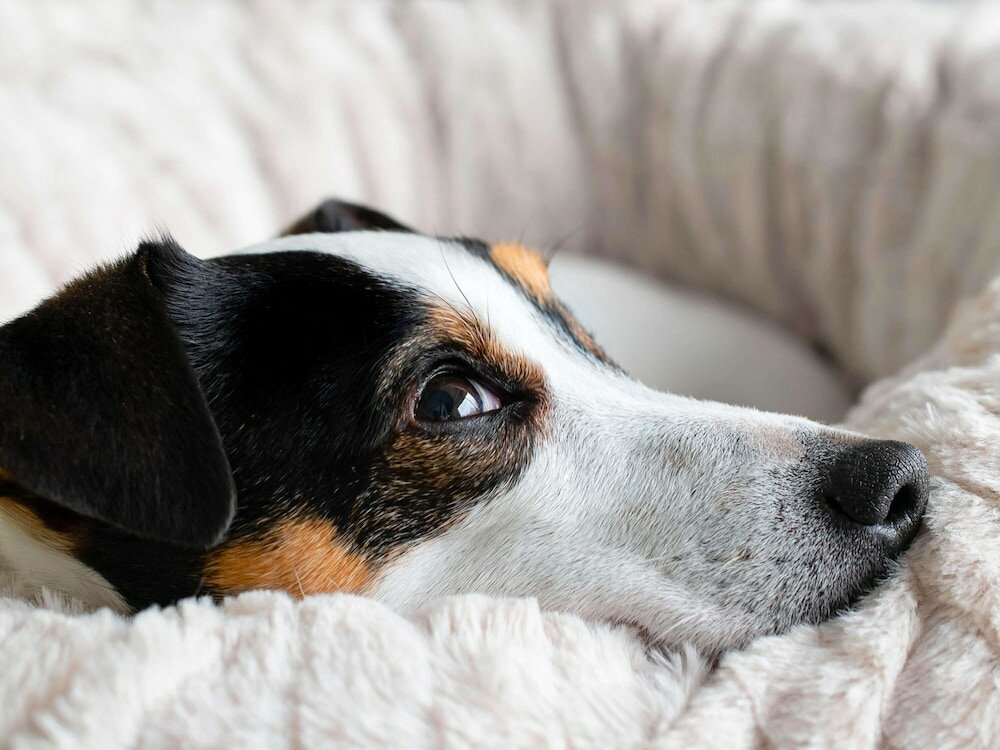 Фото Ibis Budget Tours Sud