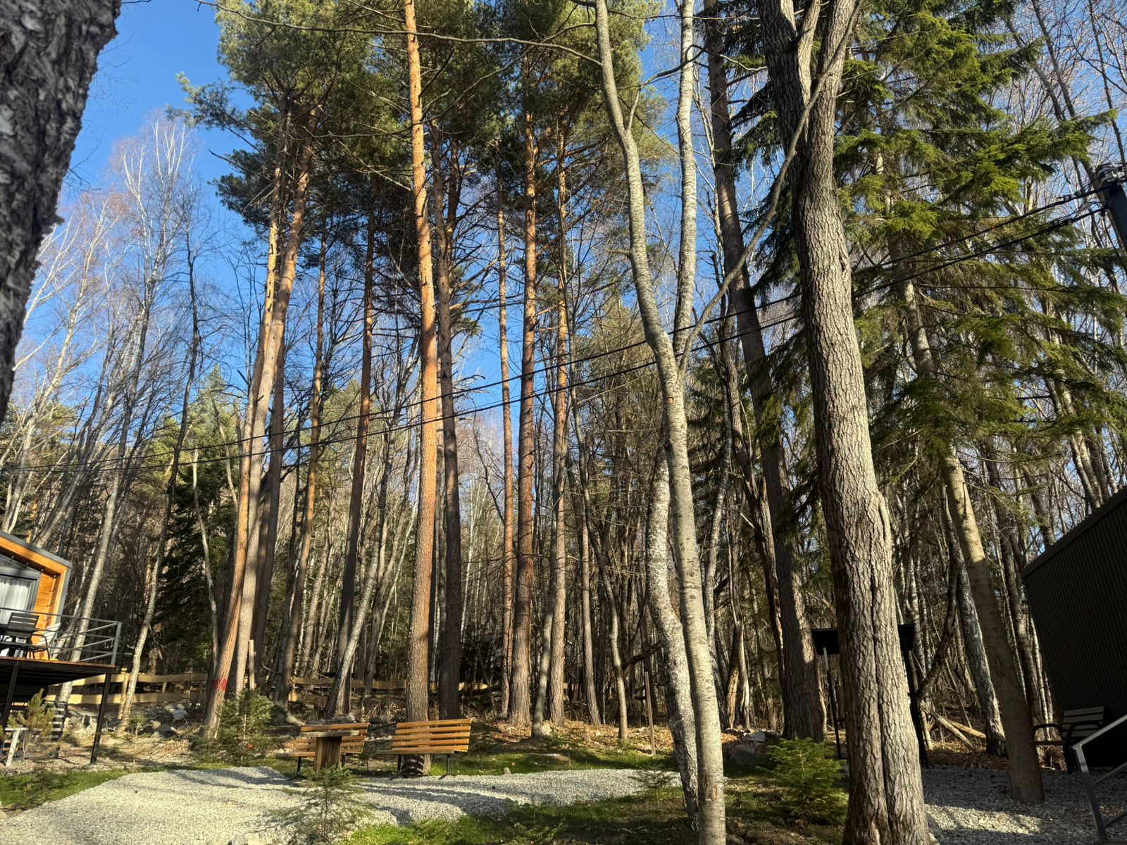 Фото Шёпот Леса