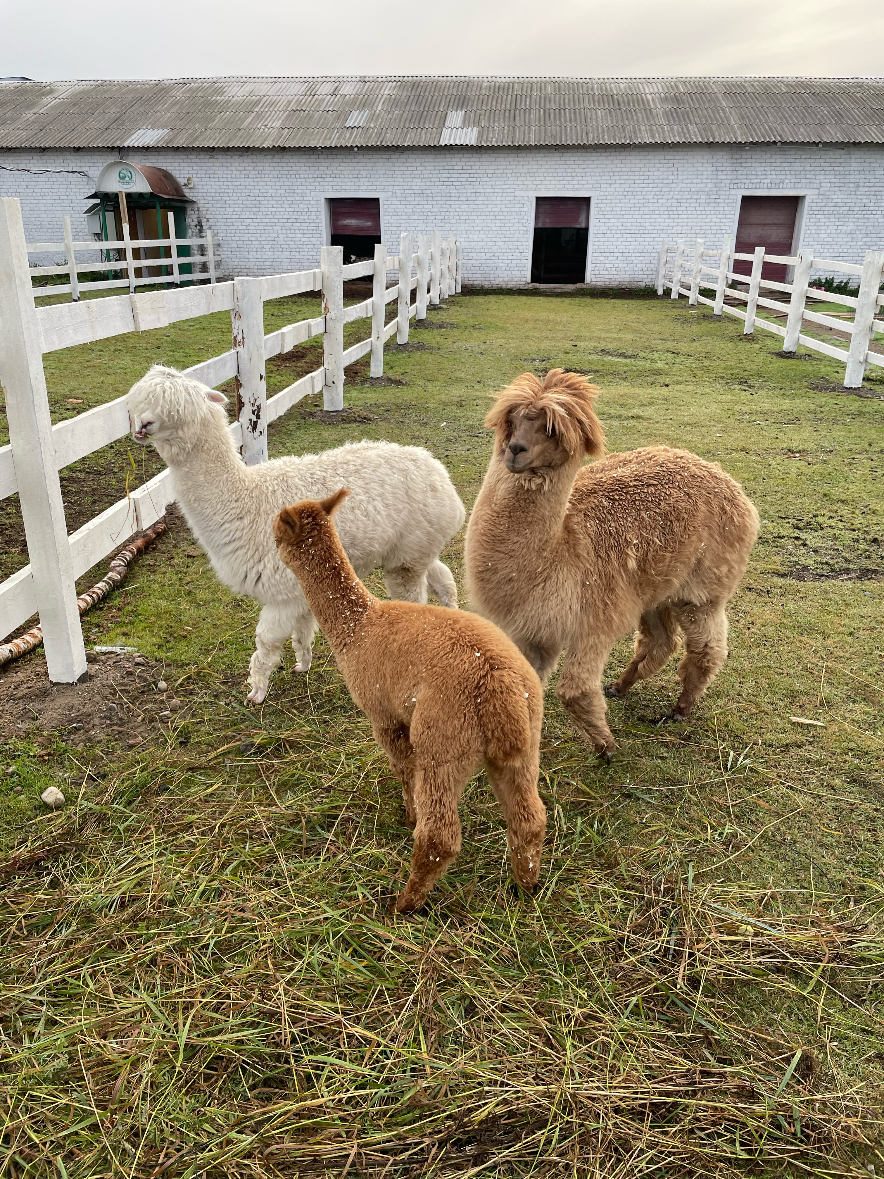 Фото Мурманская страусиная ферма