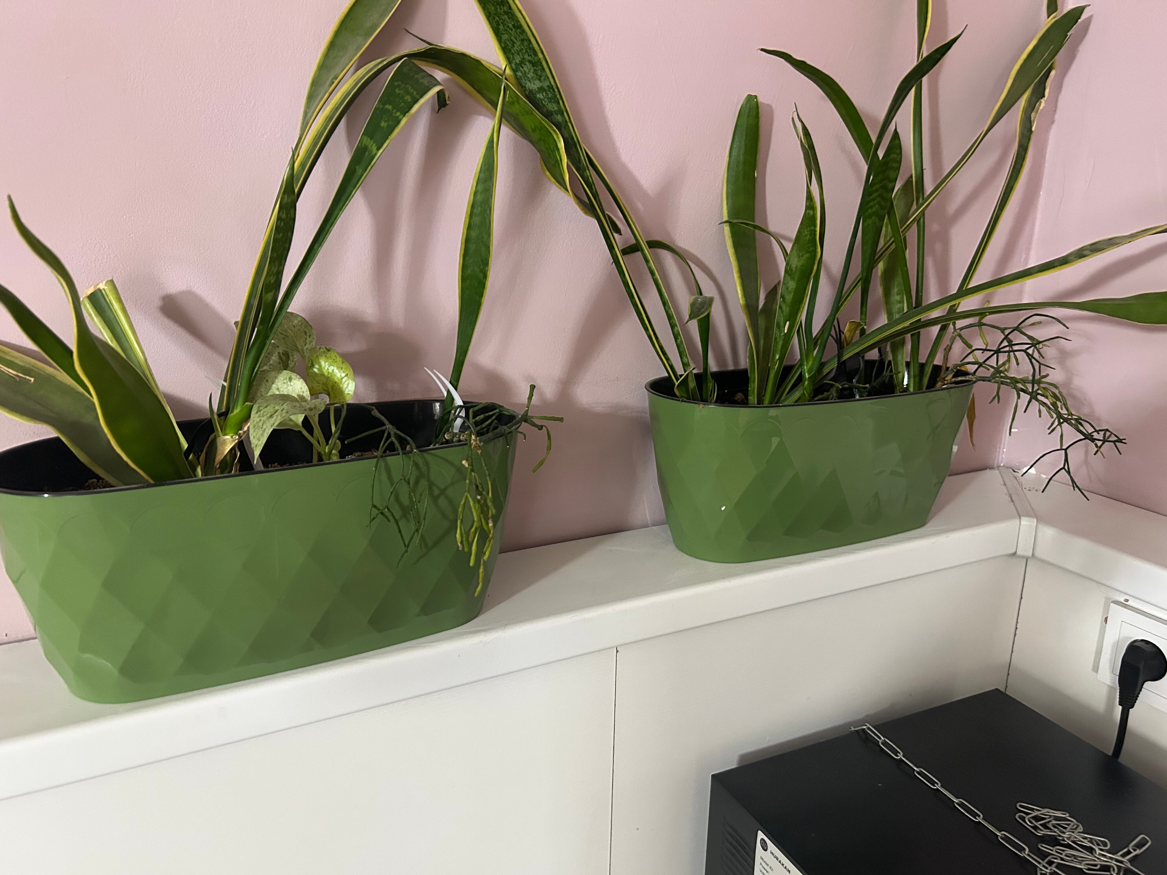 Фото Пальмы