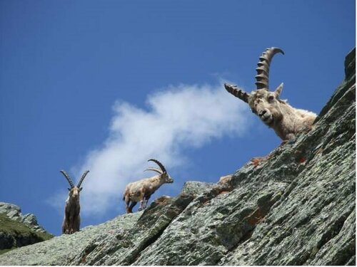 Внешний вид отеля Hotel Kaiservilla в Хайлигенблуте, фото 5