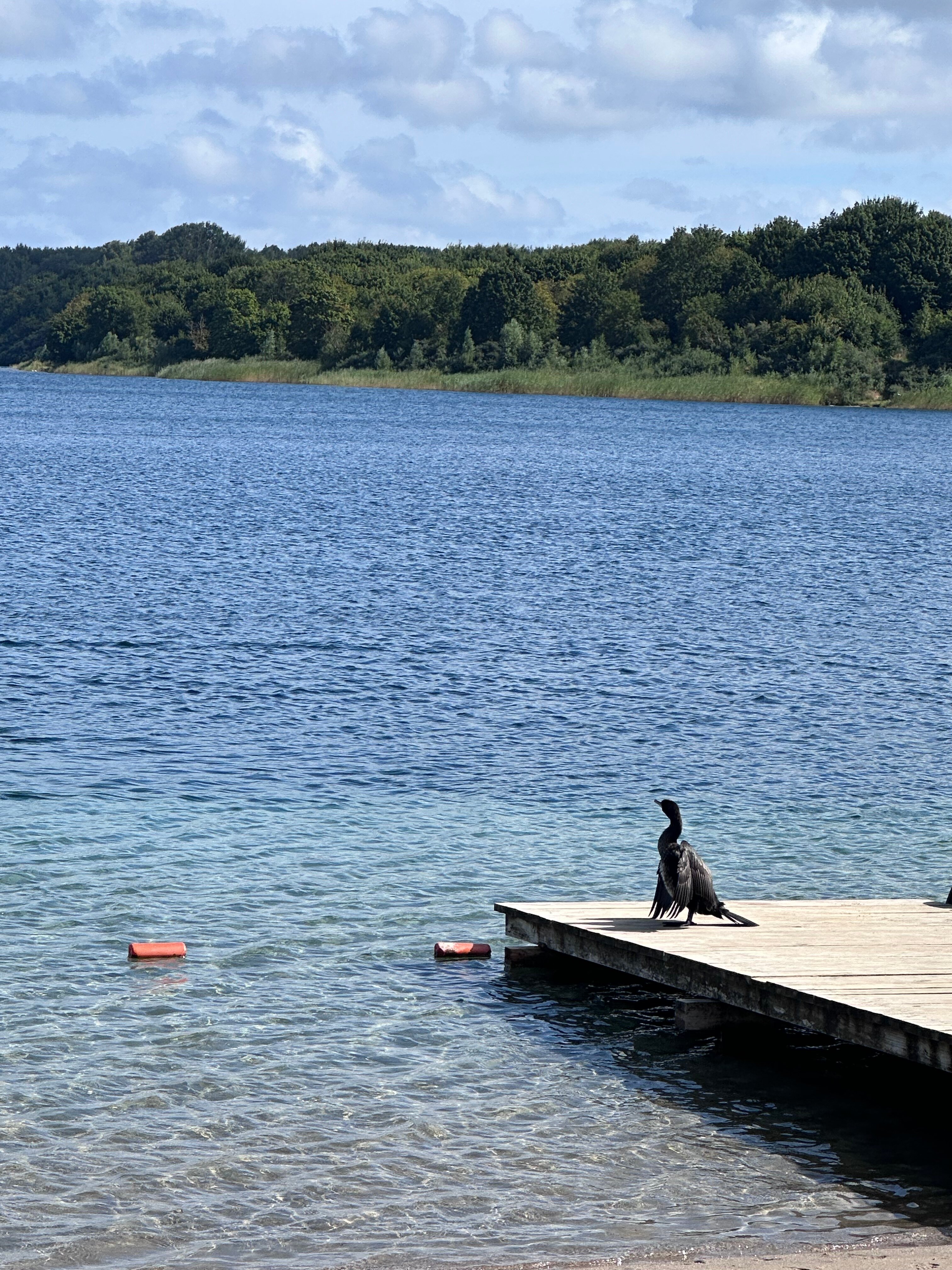 Фото Жемчужина
