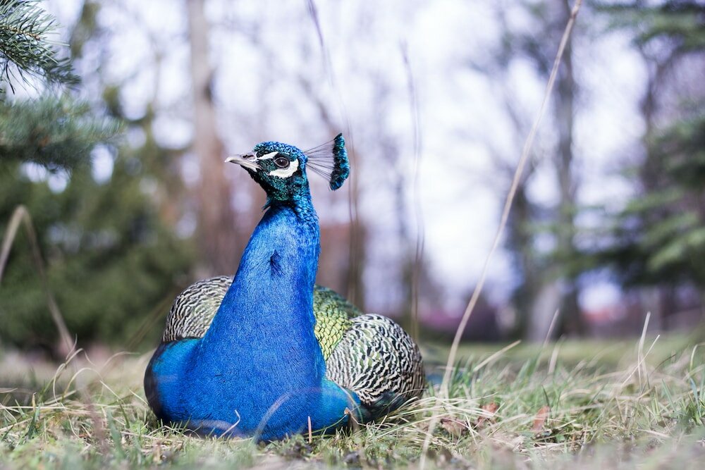 Фото Palace Art Hotel Pezinok