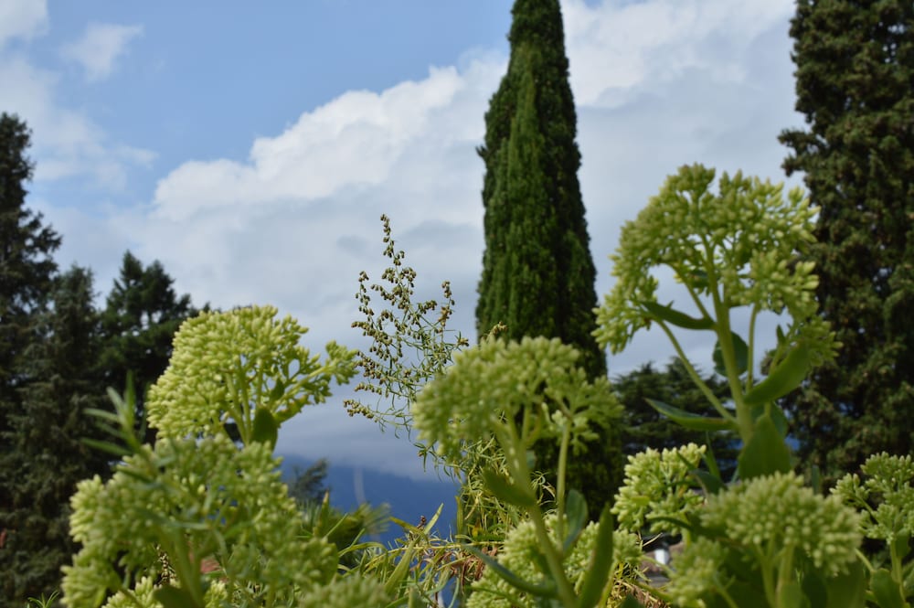 Фото Hotel Villa Freiheim