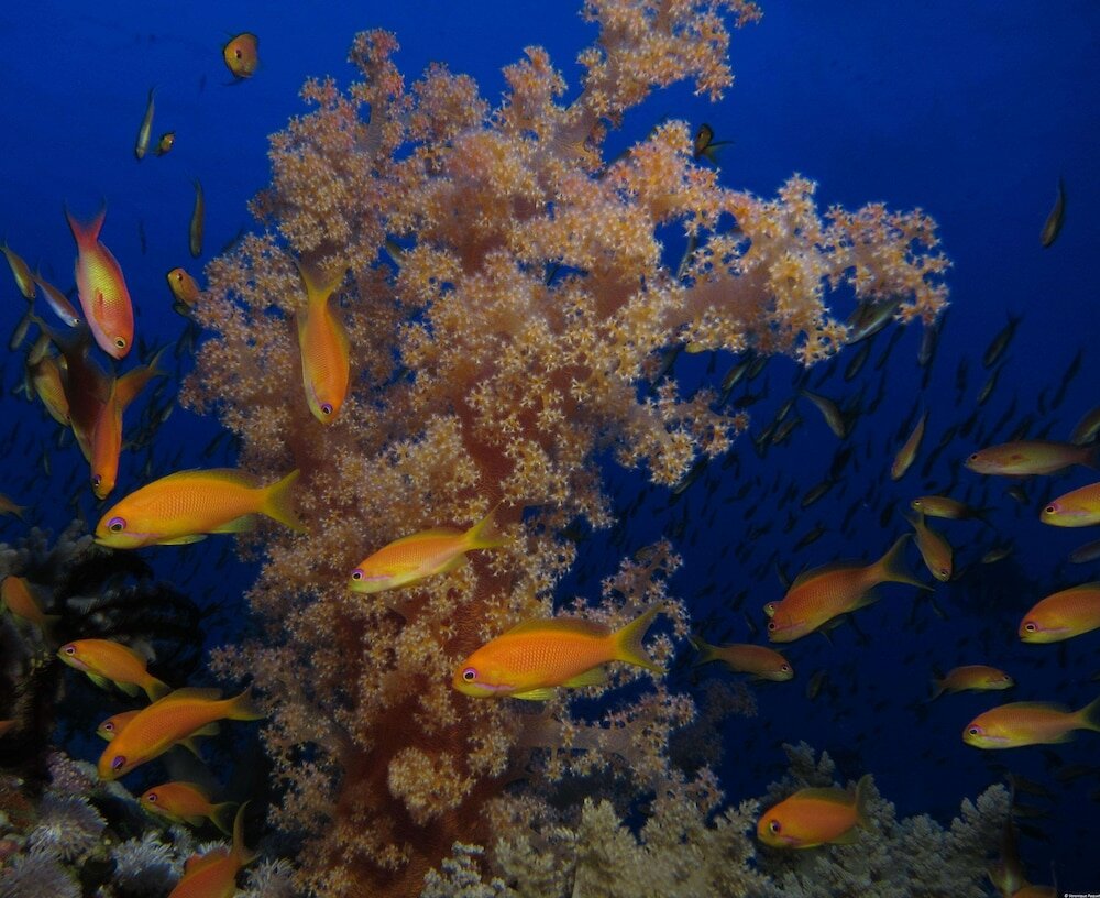 Фото Mosaique Hotel