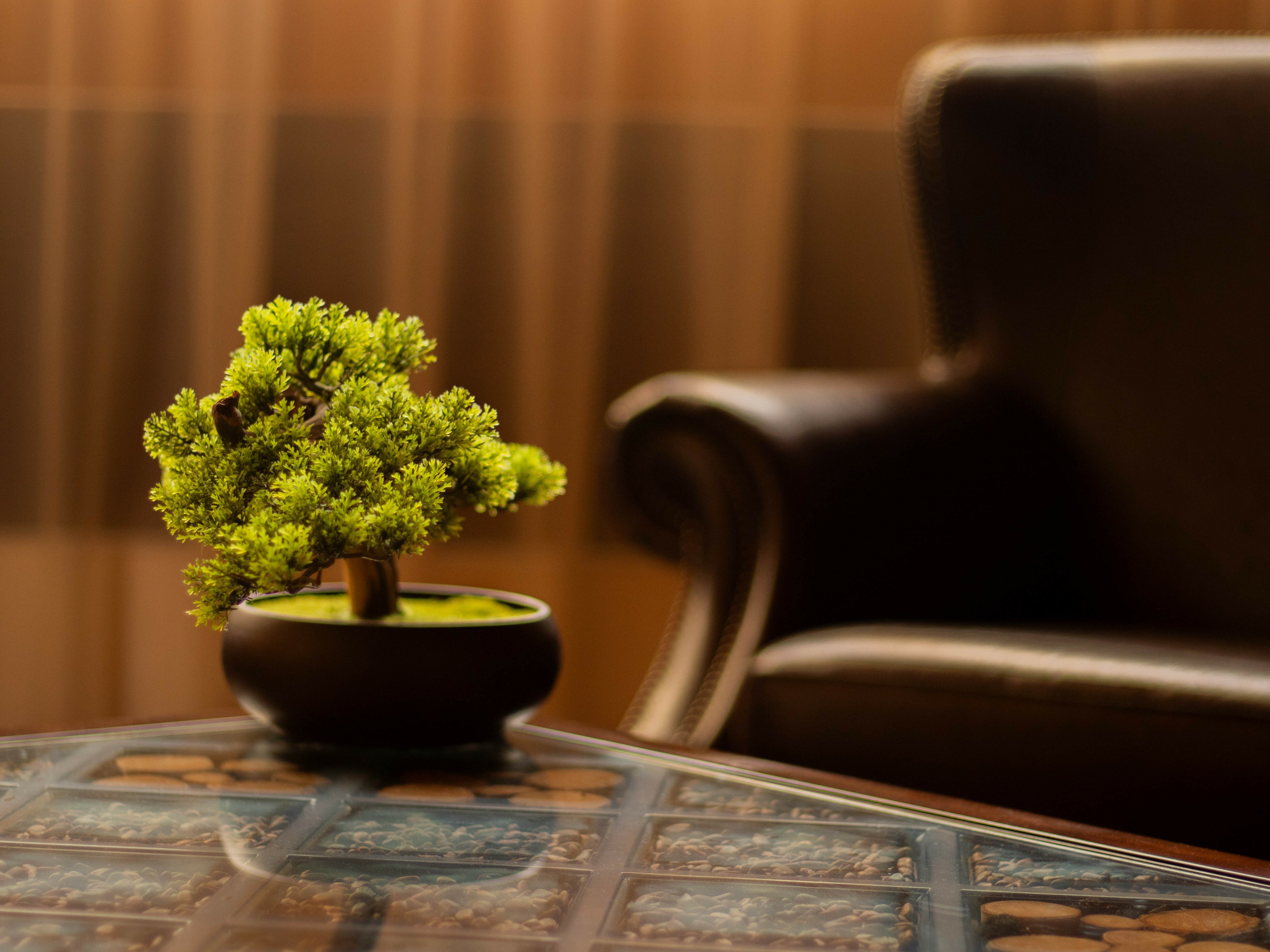 Фото Кедровый дом