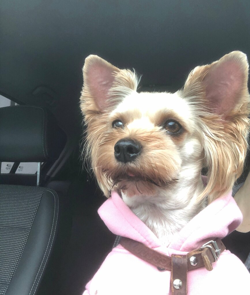 Pet salon Зоостиль, Tver, photo