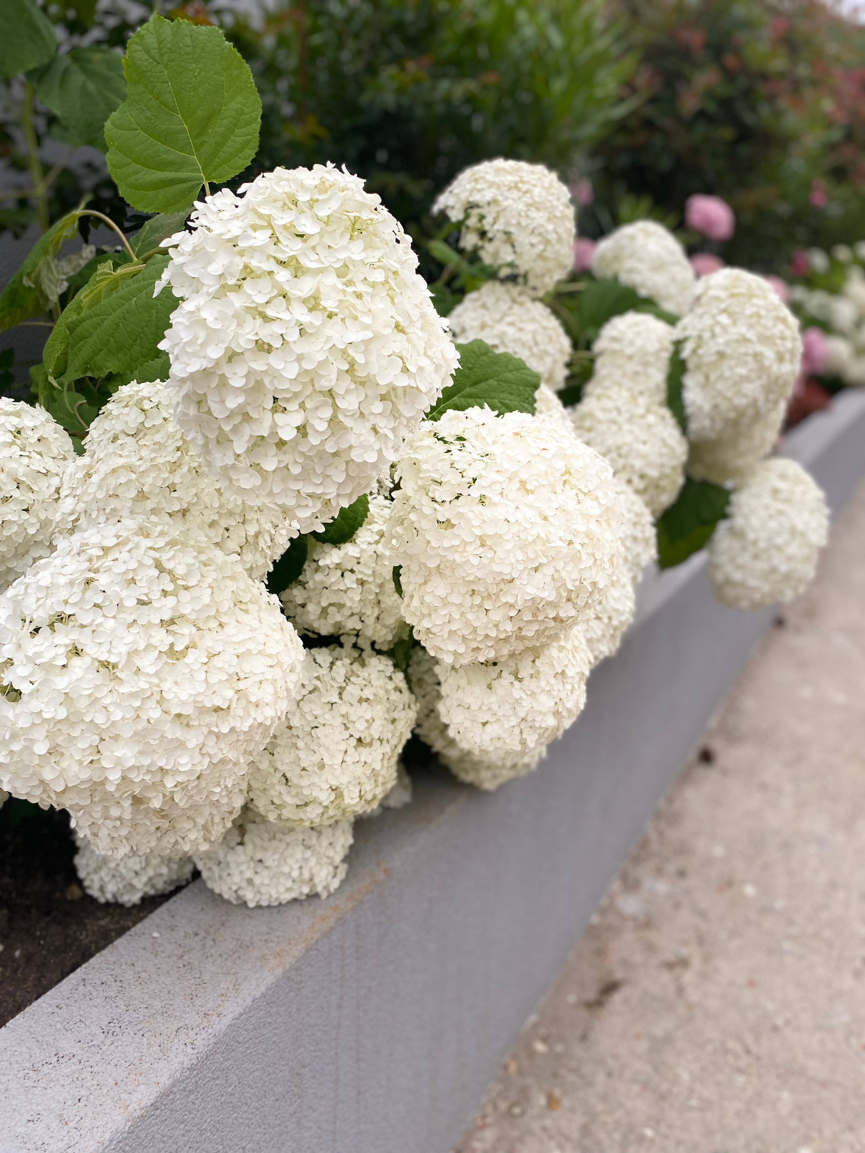 Фото Берег леса