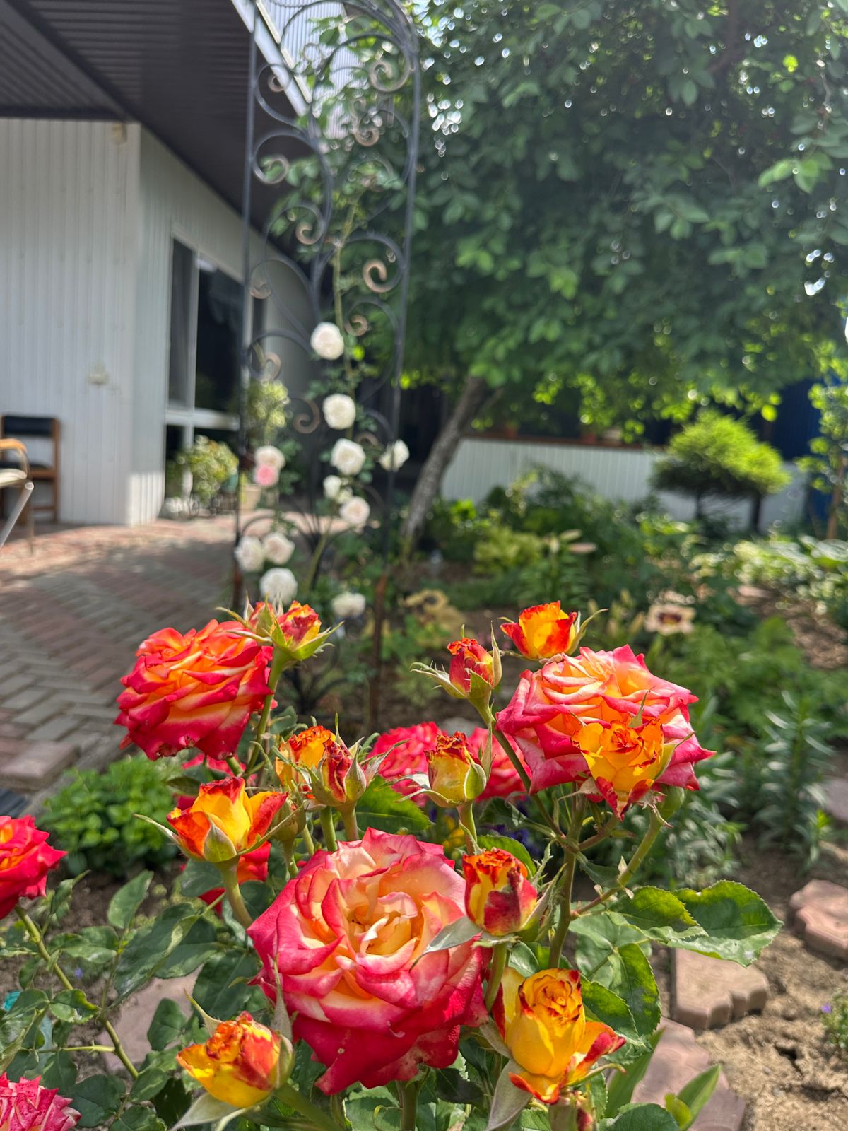 Фото Моника