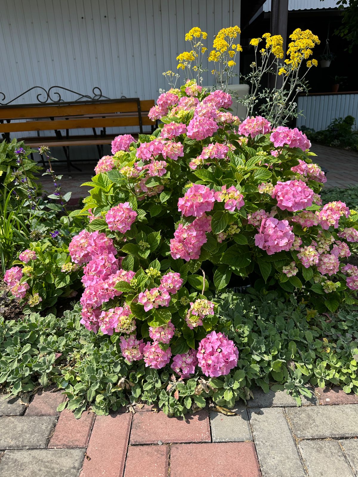 Фото Моника