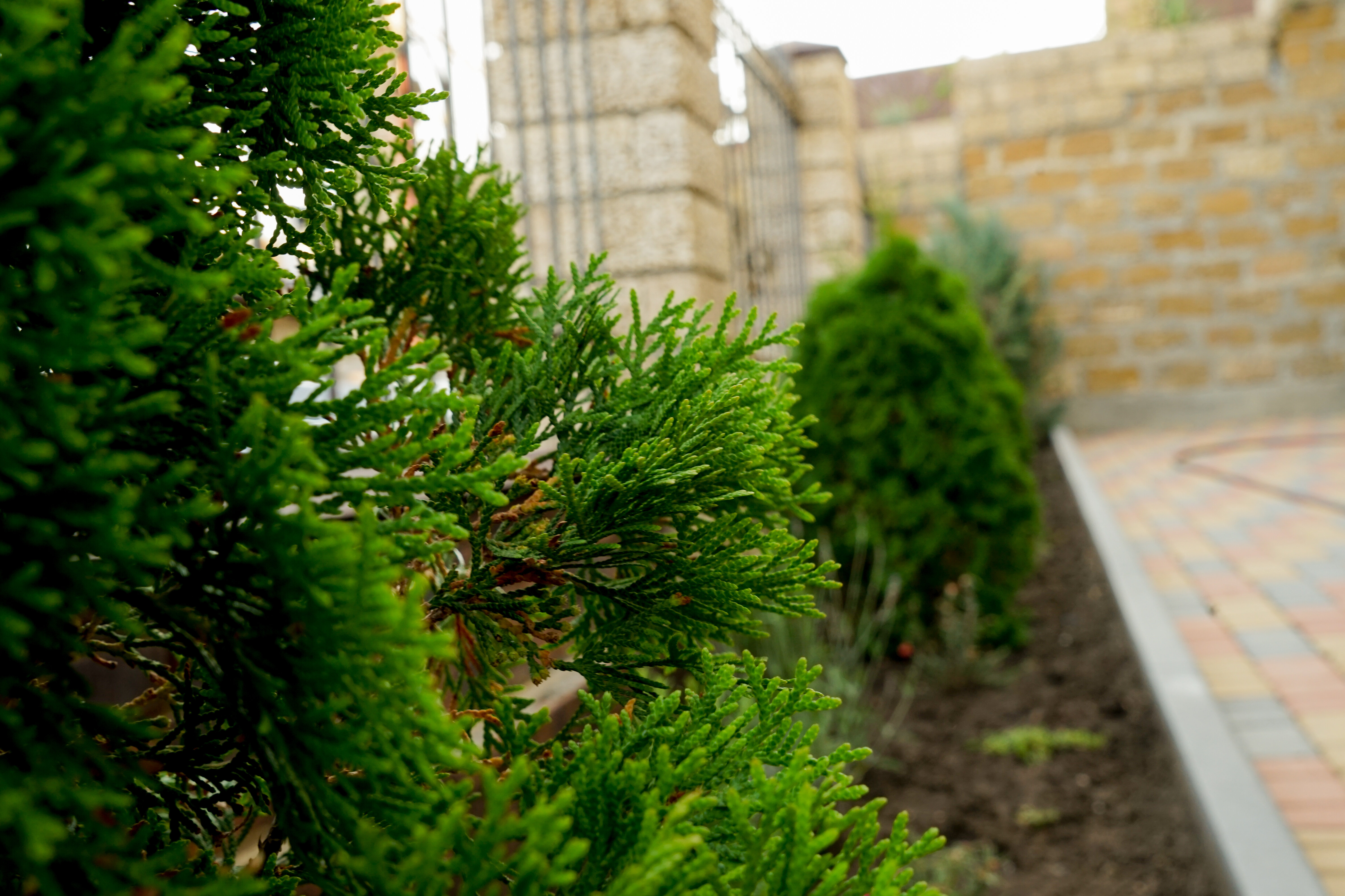 Фото Курортный