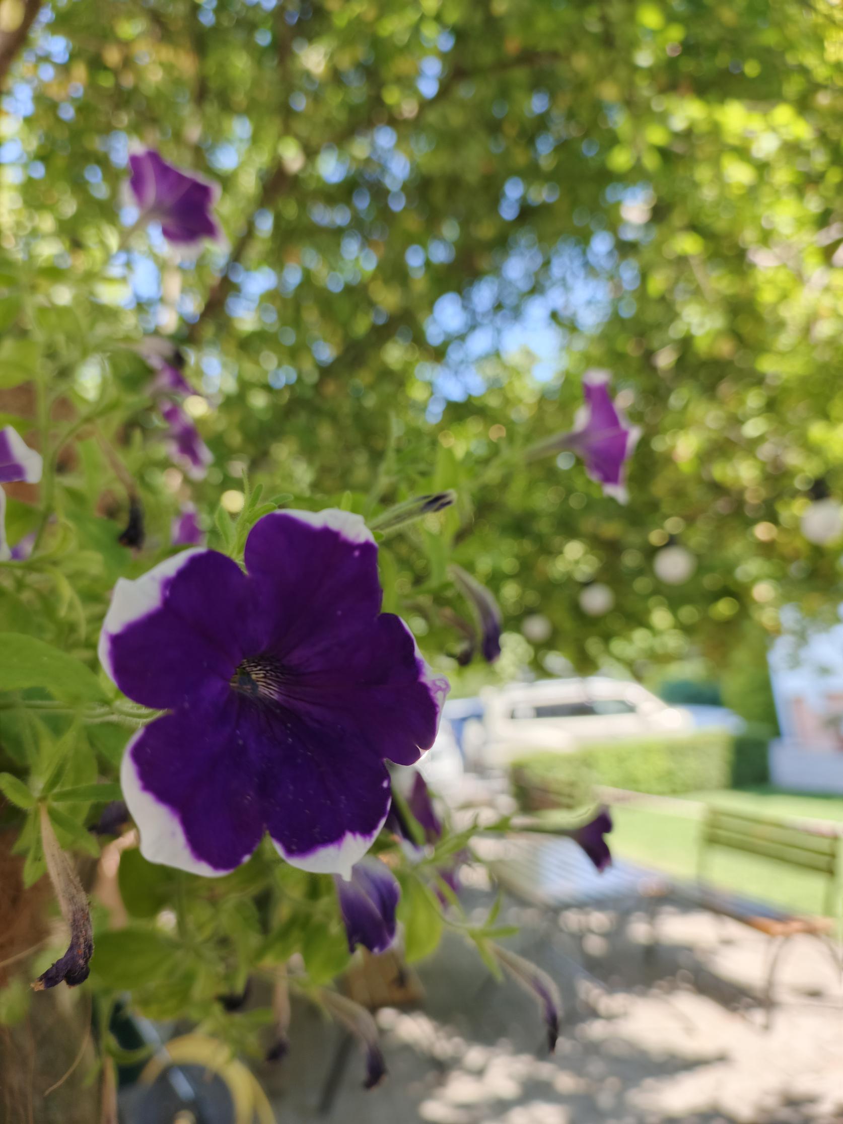 Фото Глориос