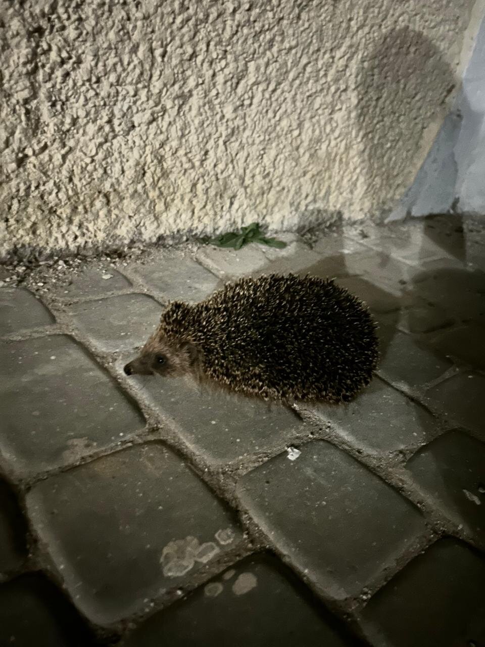 Фото Купава