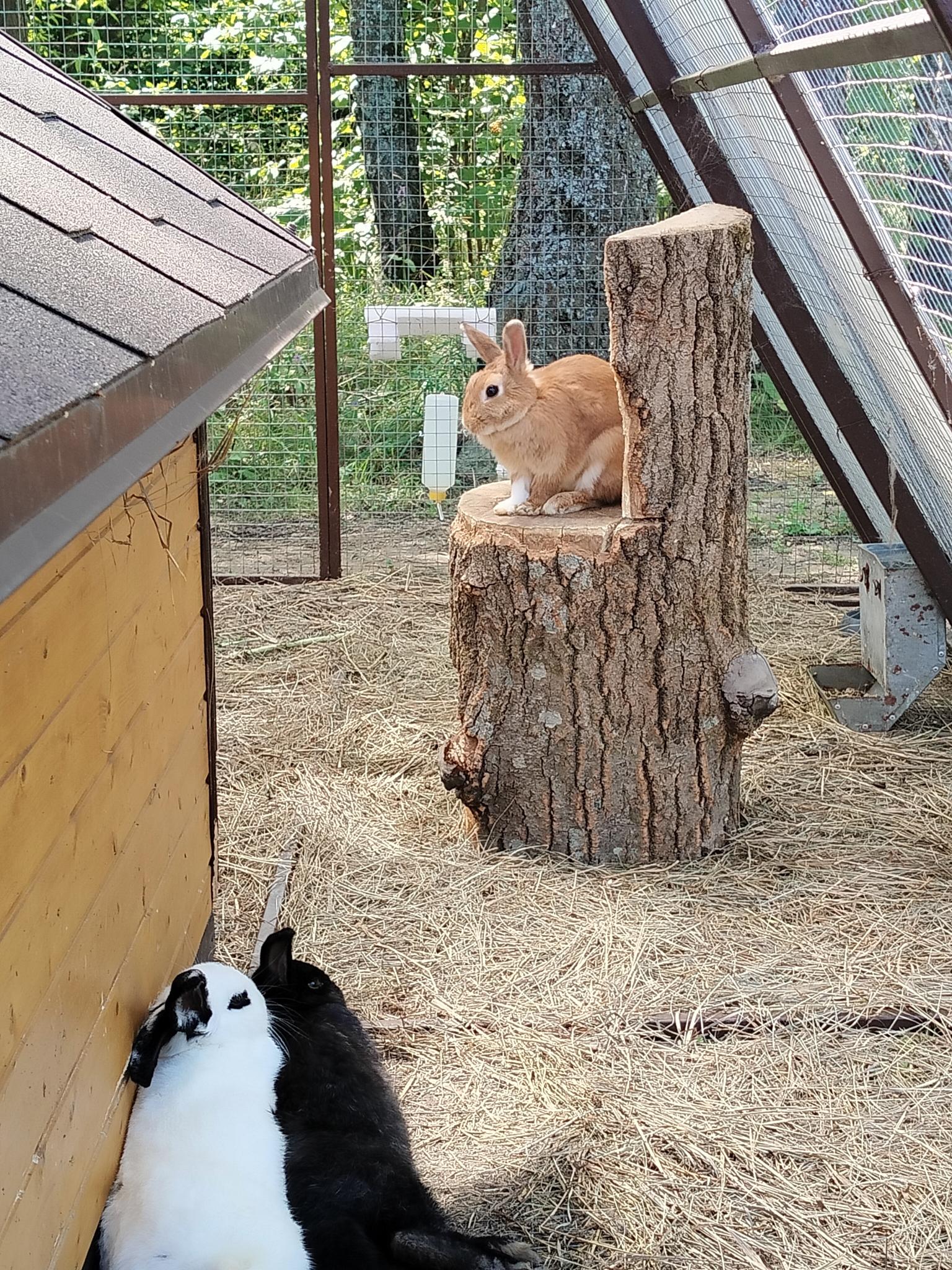 Фото Уютный домик в лесу у пруда