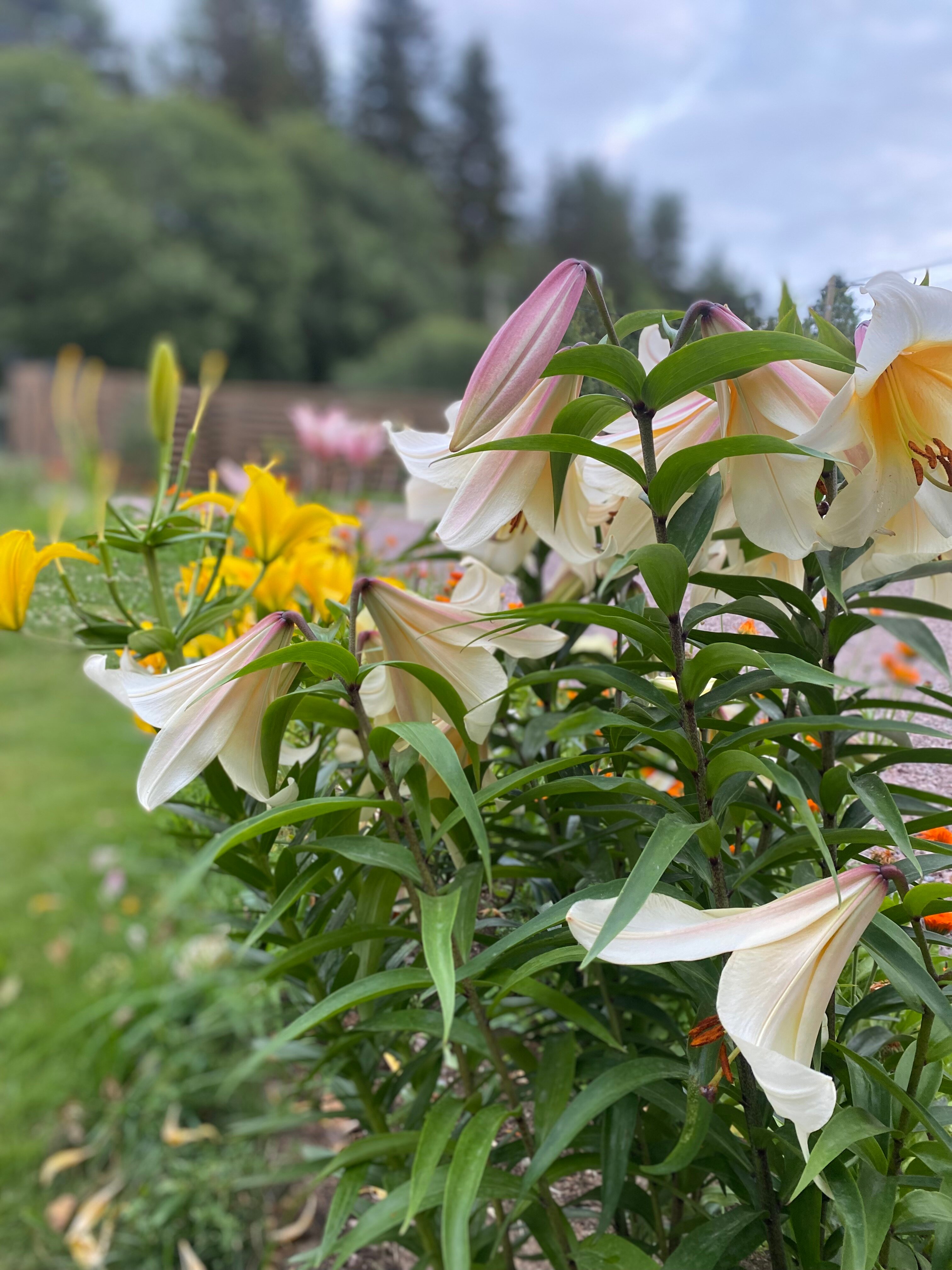 Фото Берлога люкс