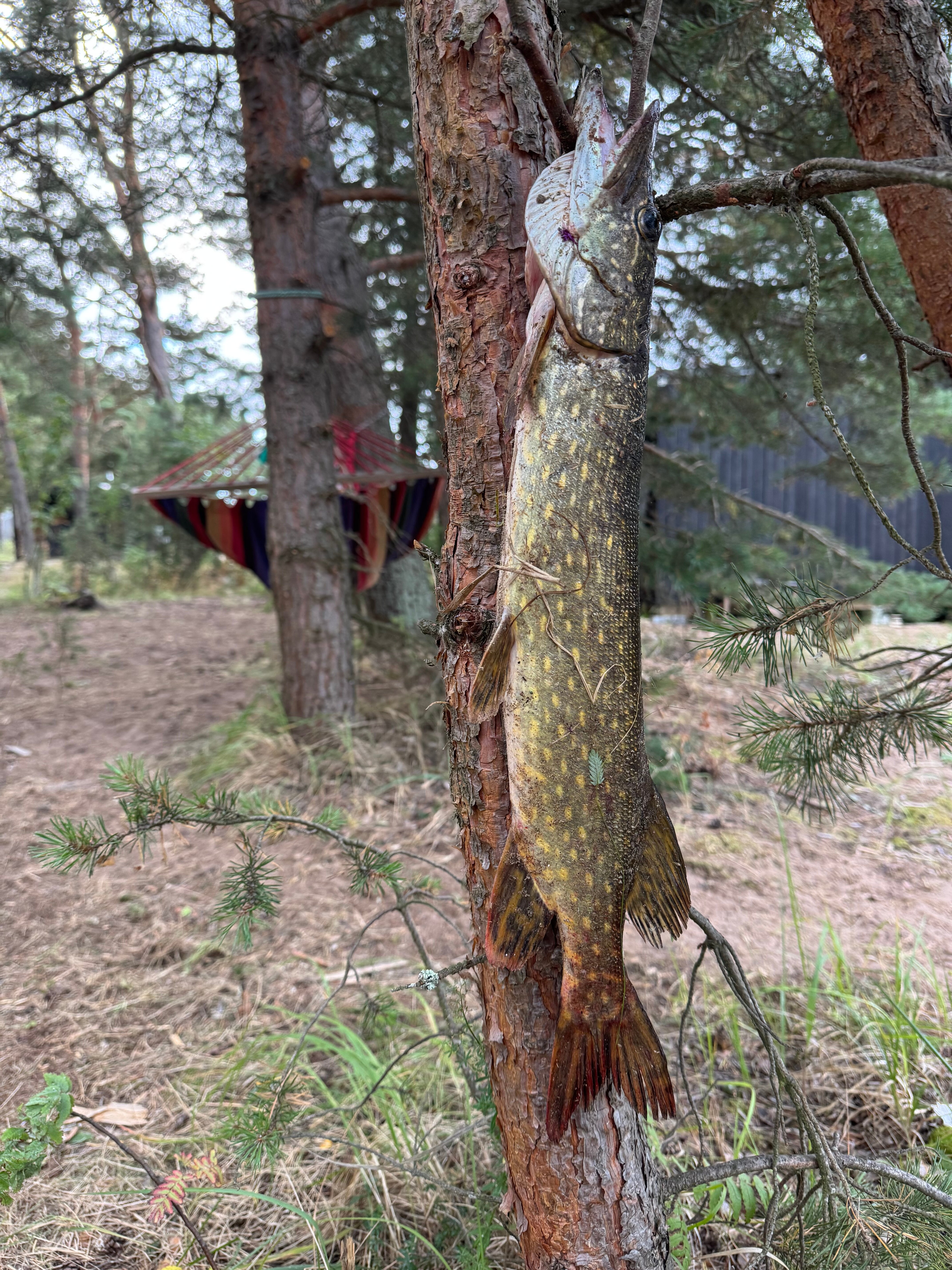 Фото Вéззика